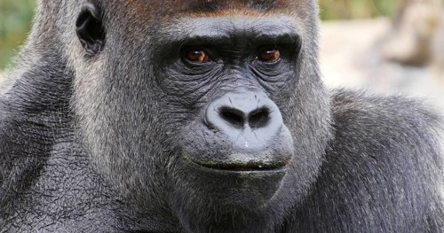 Eastern Lowland Gorilla (gorilla gorilla) graueri, Portrait of Male