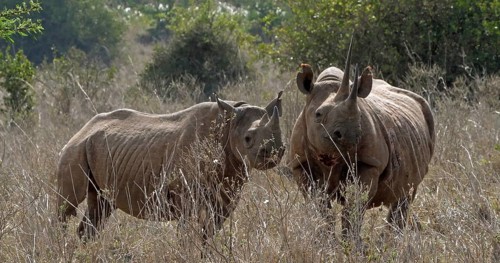 Black Rhinoceros (diceros bicornis), Female with Calf, Masai Mara Park in Kenya