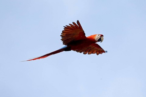 SCARLET MACAW (ara macao), ADULT IN FLIGHT, LOS LIANOS IN VENEZUELA