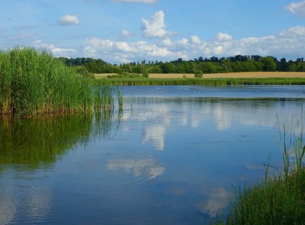 Near Maulbronn, Roßweiher in summer, reeds at the pond