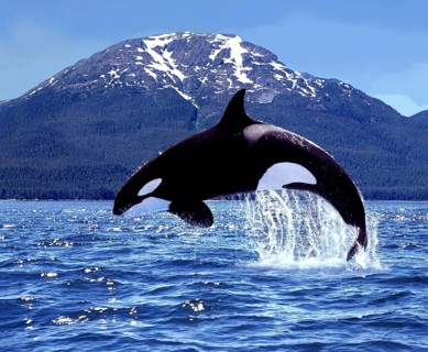 Killer Whale (orcinus orca), Adult Leaping, Canada, North America