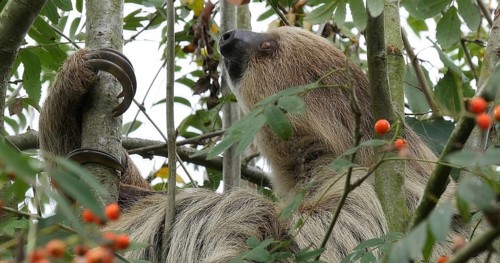 Two Toed Sloth (choloepus didactylus), Adult Hanging from Branch