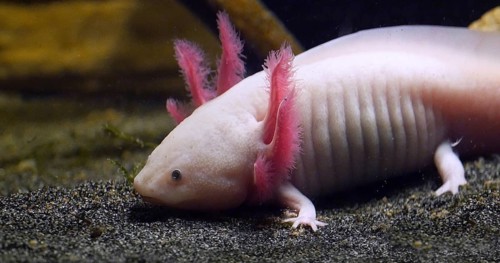 Axolotl (ambystoma mexicanum)