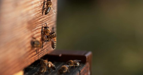 European Honey Bee (apis mellifera), Bees standing at the Entrance of The Hive, Insect in Flight,