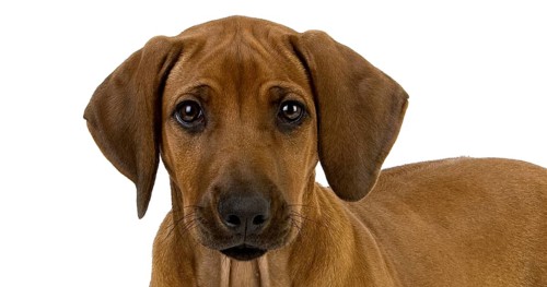 Rhodesian Ridgeback, 3 Months old Pup against White Background