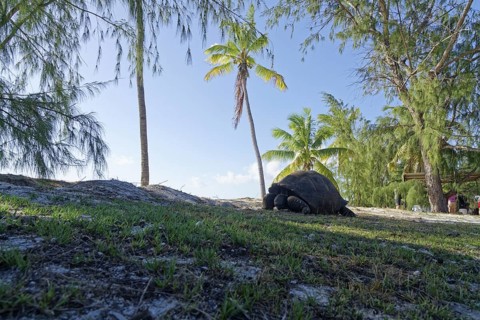 Aldabra giant tortoise (Aldabrachelys gigantea), palm trees, blue sky, UNESCO World Heritage Site,