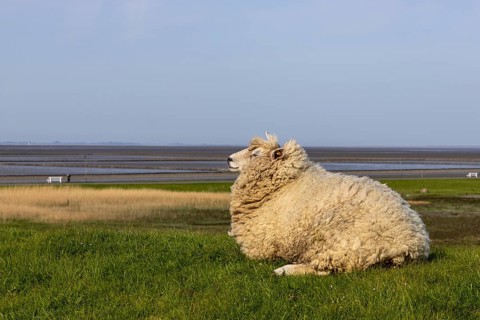 Sheep on the dyke and low tide in the background at the Dockkoogspitze bathing beach, Dockkoog,