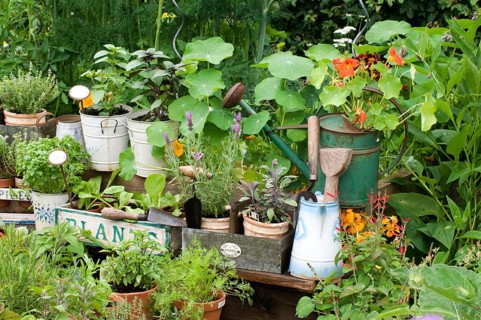 Garden with herbs