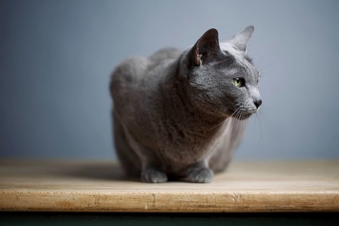 Portrait of an elegant Russian Blue pedigree cat