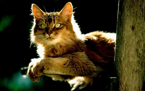 Somali cat