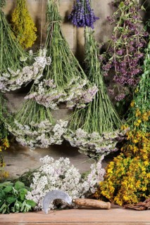 Herbs hung up to dry, St. John's wort, yarrow, mint, lemon balm, bedstraw (Hypericum perforatum)
