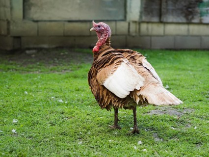 Side view turkey staying grass