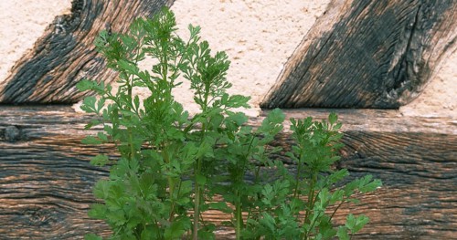 Coriander (Coriandrum sativum), Normandy