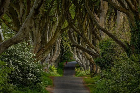 The Dark Hedges, Northern Ireland, UK