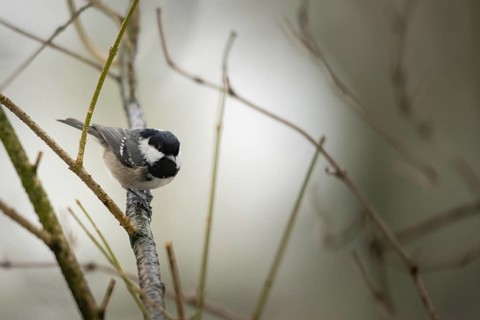 Coal Tit (Periparus ater), on a winter barren branch, Hamburg, Germany, Europe