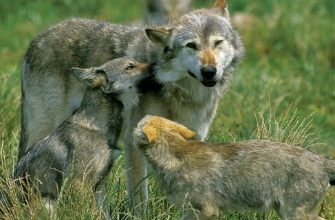 European Wolf (canis lupus), Mother and Cub