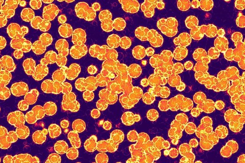 Fake microorganisms. microbiology. Bacteria, cells, viruses, germs, microorganisms