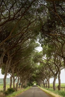 Avenue of pines on a country road, Grosseto province, Tuscany, Italy, Europe