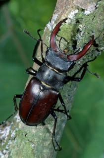 Stag beetle (Lucanus cervus)