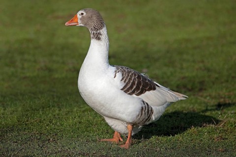 Norman domestic goose, a French breed from Normandy, female