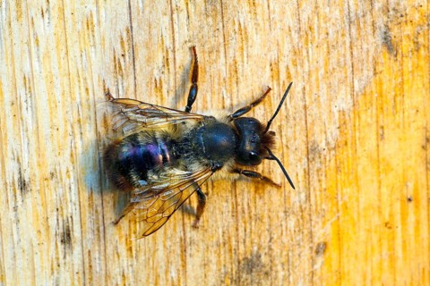 Heriades truncorum (Heriades truncorum), bee, bees, Hamburg, Germany, Europe