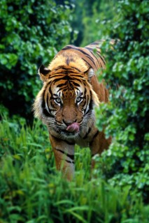 Sumatran tiger (Panthera tigris sumatrae), licking its mouth