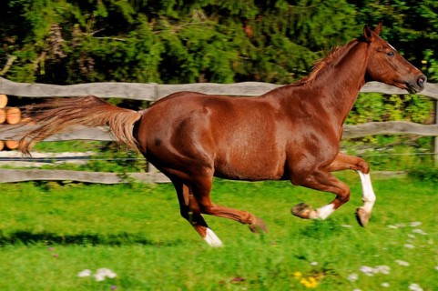 Zweibrücker, German Warmblood, Gelding, lateral