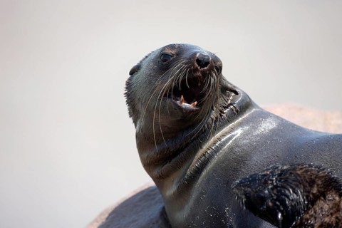 SOUTH AFRICAN FUR SEAL (arctocephalus pusillus), FEMALE REJECTING BABY, CAPE CROSS IN NAMIBIA
