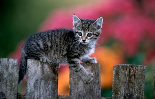 Young kitten on garden fence