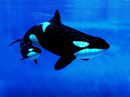 Killer Whale (orcinus orca), Female with Calf