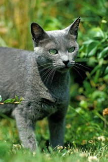 Russian Blue Cat, adult on grass