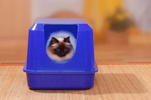 Birman cat, seal-point, on litter tray, Holy Birman, litter tray, detachable
