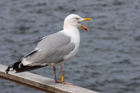European herring gull (Larus argentatus) standing on the railing, Büsum, North Friesland,