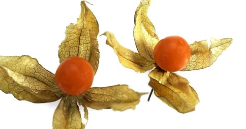 Chinese Lantern Fruit, physalis alkekenge, Fruits against White Background