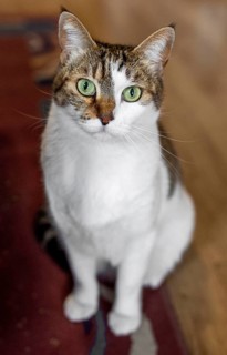 Cat with green eyes indoors