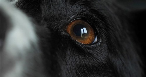 Border Collie Dog, Portrait of male, Close up of Nose and Eye