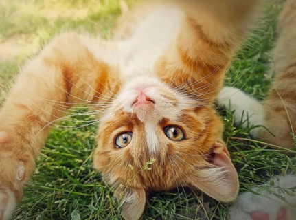 Playful orange kitten lying upside down on the green grass. Little ginger cat cute scene outdoors
