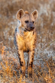 Spotted hyena (Crocuta crocuta), in the golden morning light, Nsefu Sector, South Luangwa, Zambia,