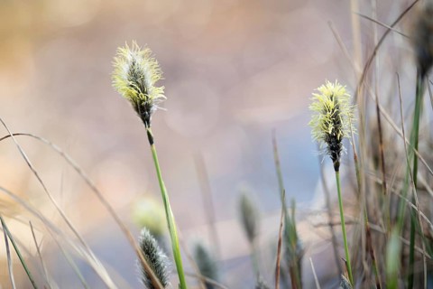 Hare's-tail cottongrass (Eriophorum vaginatum), flowers in a great light atmosphere in the moor,