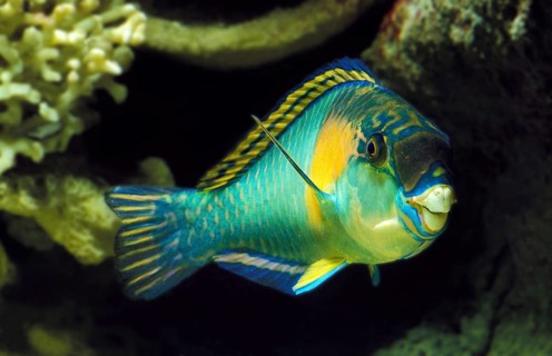PARROT FISH (scarus) sordidus