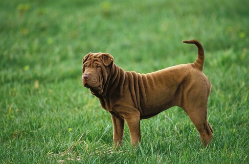 SHAR PEI DOG, adult ON GRASS