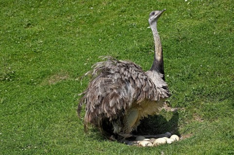 American Rhea (rhea americana), Adult sitting on Eggs in Nest