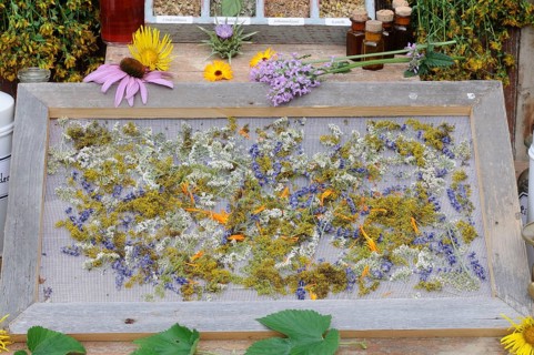 Herbs laid out to dry, St. John's wort, yarrow, mint, lemon balm, bedstraw (Hypericum perforatum)