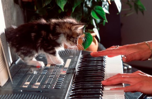Norwegian Forest Cat, kitten, 5 weeks, on keyboard
