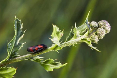 Red-black Red-and-black froghopper (Cercopis vulnerata)