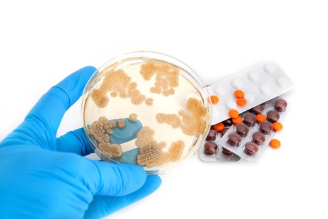 Fungi on agar plate and antibiotics pills over white