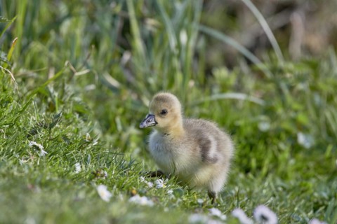 A fluffy grey goose chick (Anser anser) stands in the green grass and looks to the side,