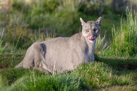Cougar (Cougar concolor), silver lion, mountain lion, cougar, panther, small cat, animal licks its