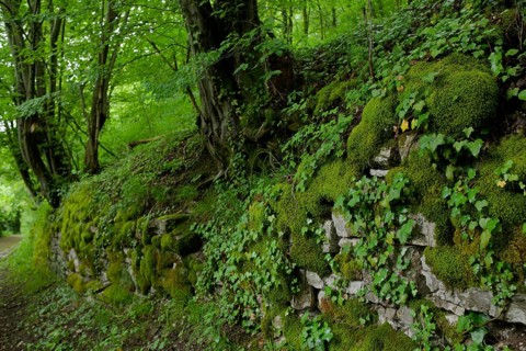 Hiking trail in spring, green lung, stone wall, wall, masonry, May, Limpurger ruins, Schwäbisch