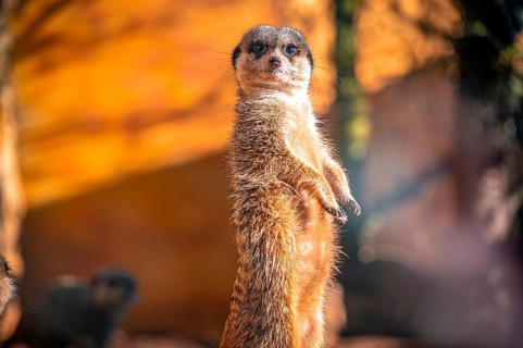 Meerkats (Suricata Suricatta) in its natural environment in sunshine, Eisenberg, Thuringia,